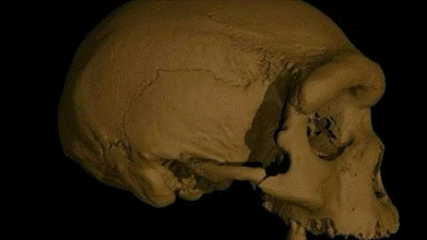 China descobre fóssil de ‘homem dragão’ que pode mudar rumos da evolução