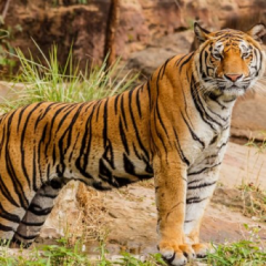 ÍNDIA: Índia, dobra a população de tigres e reduz risco de extinção da espécie.
