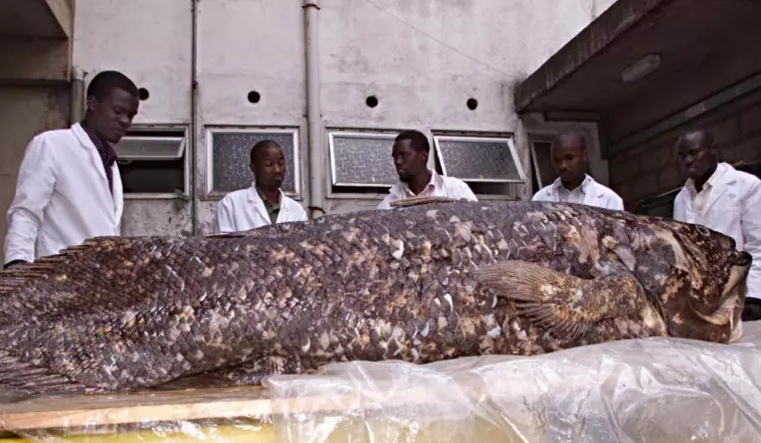 Peixe que foi rotulado como “fóssil vivo” surpreende cientistas novamente