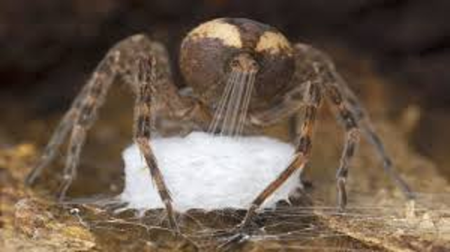 Esta aranha dolomedes está produzindo seda por meio de suas fiandeiras para tecer seu saco de ovos